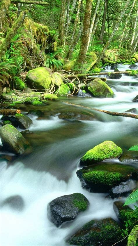Beautiful Daintree Rainforest 900x1600 Download Hd Wallpaper