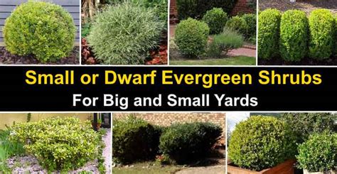 70 Small Or Dwarf Evergreen Shrubs With Pictures And Names