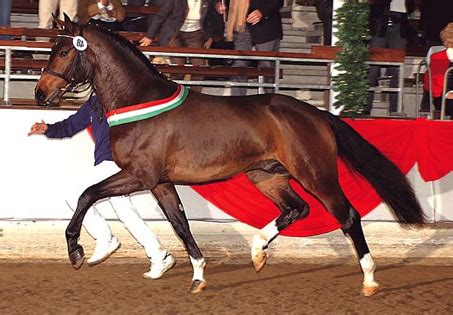 Eugen schmidt ist am 18.januar 2021 kurz vor vollendung seines 95. Fidertanz - Show Horse Gallery, A Different Horse is ...