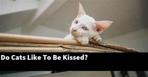 do cats like to be kissed catstopics