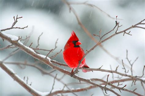 Snowy Cardinal Photograph By Karol Livote Fine Art America