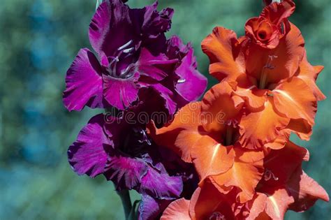 Purple And Orange Gladiolus Close Up Flowers For Desktop And Design