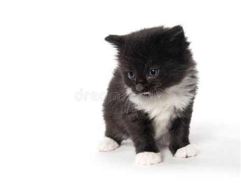 Cute Black And White Kitten Stock Photo Image Of Animal Background