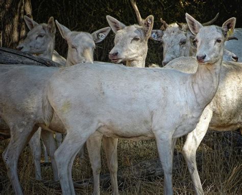 Herd Of White Fallow Deer At Wildlife Safari Near Winston Flickr