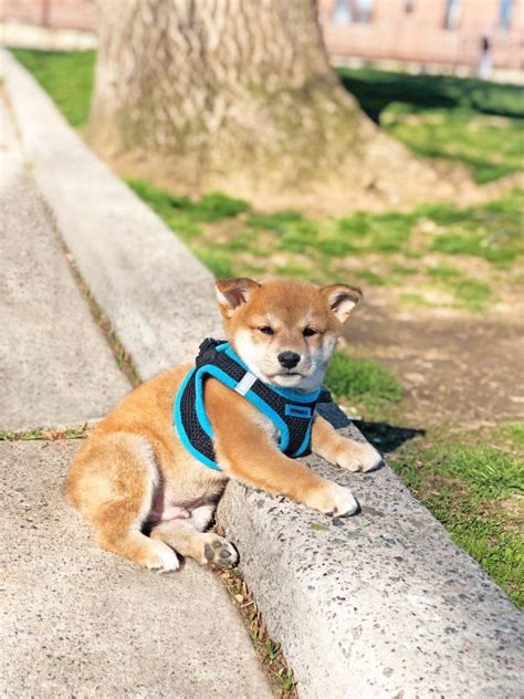 Neuste anzeigen älteste anzeigen preis aufsteigend preis absteigend relevanz. Mini Shiba Inu Puppy for Sale in Jersey City