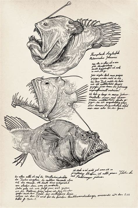 1deepsea1 Sea Creatures Drawing Fish Drawings Fish Illustration