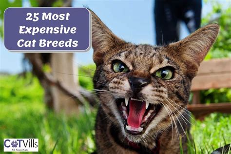 25 Most Expensive Cat Breeds In The World A Complete Guide