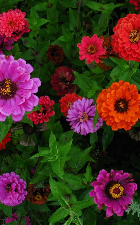 Free Download Nature Flowers Garden Flowers Zinnia Ciniya At Their