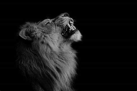 Lion black and white wallpaper hd resolution for desktop wallpaper 2560 x 1440 px 1.08 mb black and white angry abstract tiger roar angry wolf hd iphone 1080p. photography, Lion, Animals Wallpapers HD / Desktop and ...