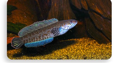 9 Ikan Air Tawar Yang Punya Warna Dominan Biru Nakama Aquatics