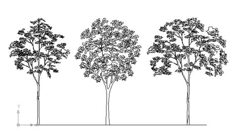 Autocad Drawing Three Big Trees In Line Dwg