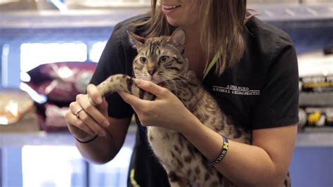 A Typical Feline Chiropractic Adjustment Youtube