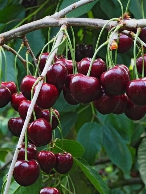 Tehranivee Cherry Fruit Trees For Sale Cherry Fruit Tree Dwarf