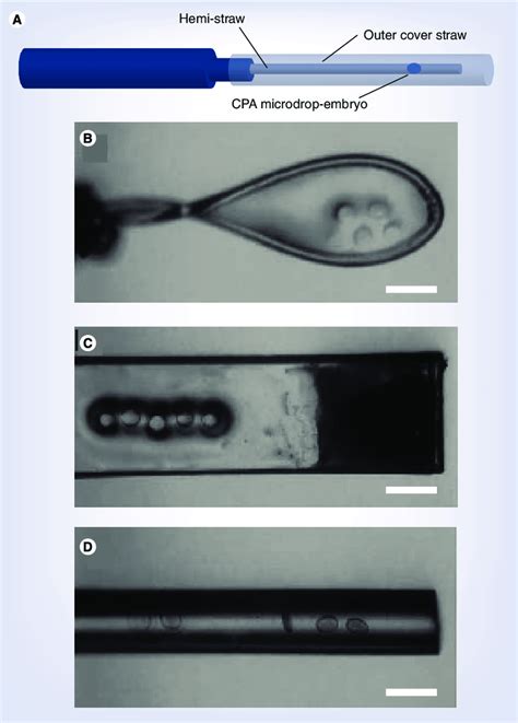 Minimum Volume Vitrification Carriers A Hemi Straw Which Was