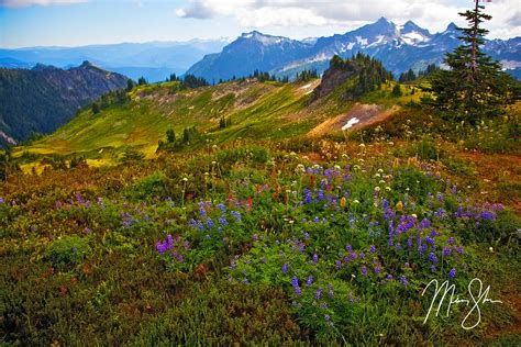 The Flowers Of Paradise Paradise Mount Rainier National Park