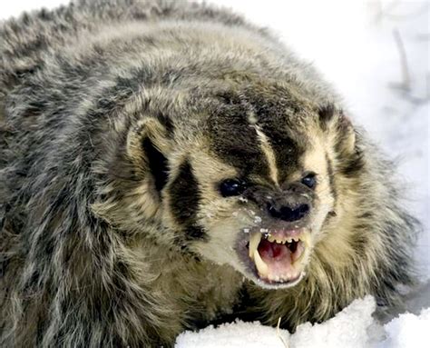 Angry Badger Angry Animals Zoo Animals Animals And Pets Cute Animals