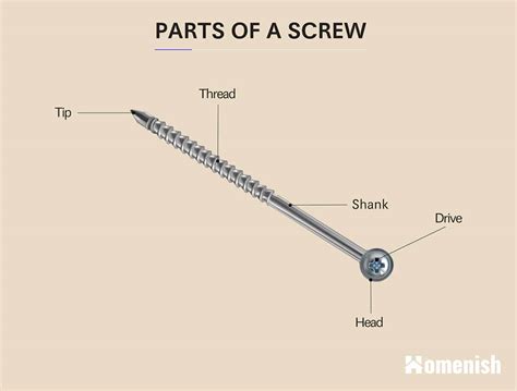 Parts Of A Screw With Illustration Homenish