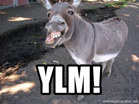 Ylm Donkey Meme Generator