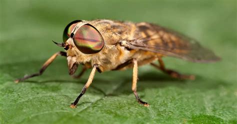 Horsefly Säsongen är Här Vad Du Ska Göra Om Du Får En Av Deras