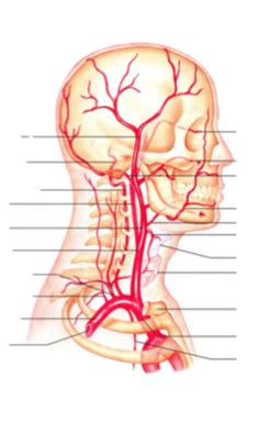 Label Arteries Of Head And Neck Diagram Quizlet