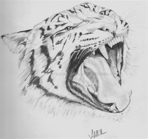 A Pencil Drawing Of A Tiger Growling