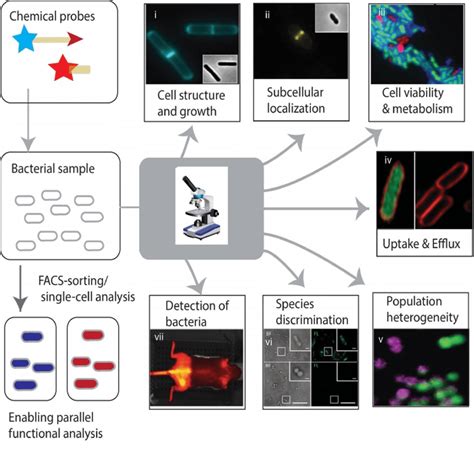 Applications Of Chemical Probes In Bacterial Imaging The Images