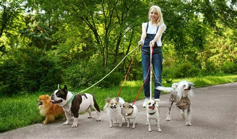 7 Tips On Becoming A Dog Walker Dog Walking Services Indoor Dog Park