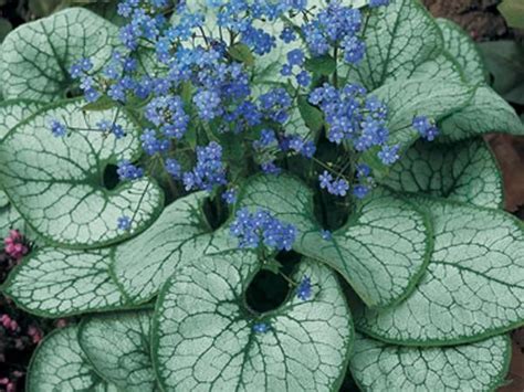 Image Result For Jack Frost Bugloss Jack Frost Shade Tolerant Plants