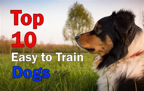 When you read up on dogs that don't shed, they are the breeds that shed minimally. Dog Training: Top 10 Easiest Dogs To Train in the World