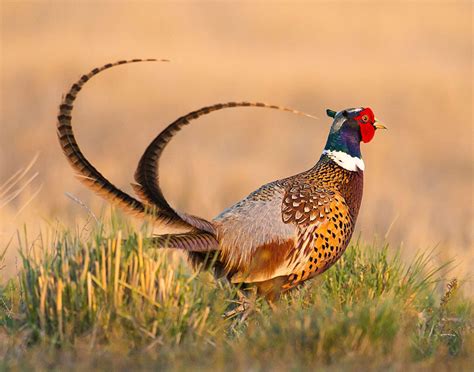 2015 Audubon Photography Awards Top 100 Audubon