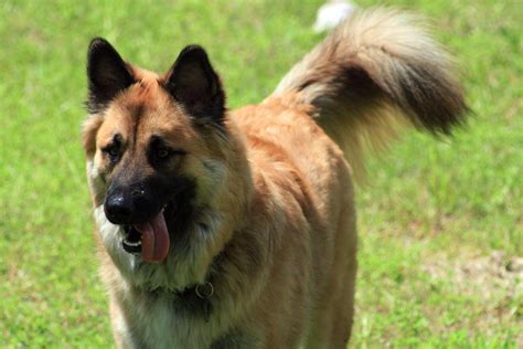 A healthy german shepherd can give birth to 6 to 9 puppies at a time. German Shepherd Dog Breed » Information, Pictures, & More