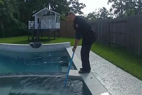 Say What Police Remove Trespassing Alligator From Residents Hot Tub