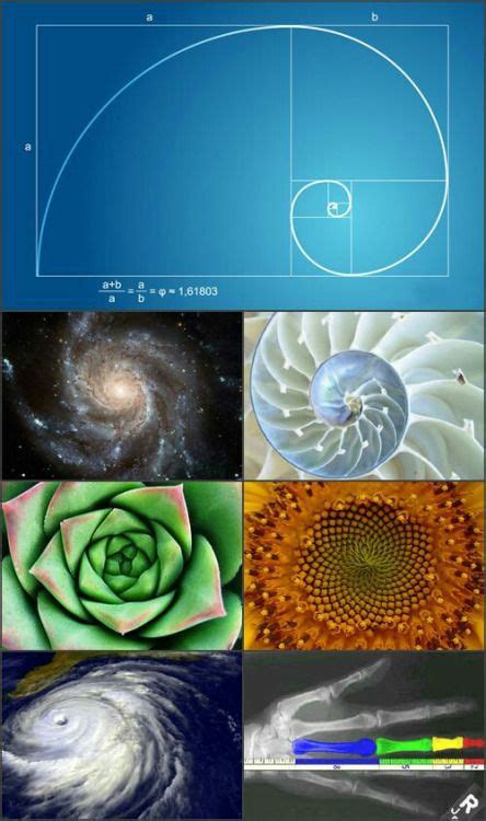 Golden Ratio In Nature Theresa Has Snyder