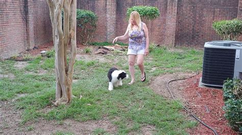 Old english sheepdog puppy for sale in christiana, pa, usa. Old English Sheepdog Puppy - YouTube