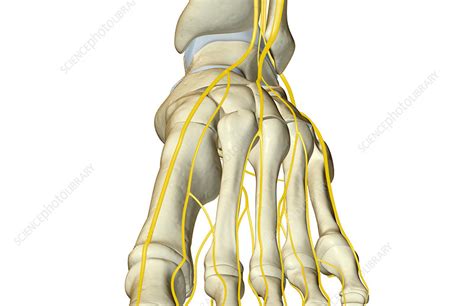 The Nerves Of The Foot Stock Image F0017518 Science Photo Library