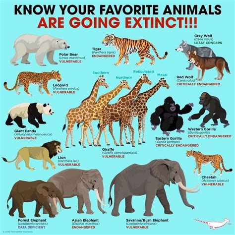 All About Animals Animals Of The World Rare Animals Animals And Pets
