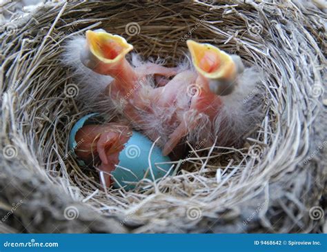 Newly Hatched Robin Chicks Stock Photography Image 9468642
