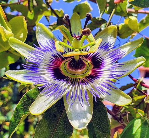 Matched With The Sky Blue Passion Flower Passiflora From Ioannis