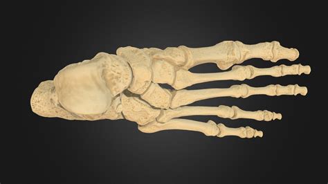 Human Foot Bones 3d Model By Ubc Medicine Educational Media