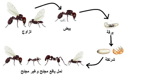 معلومات عن النمل اهم معلومة عن النمل احساس ناعم