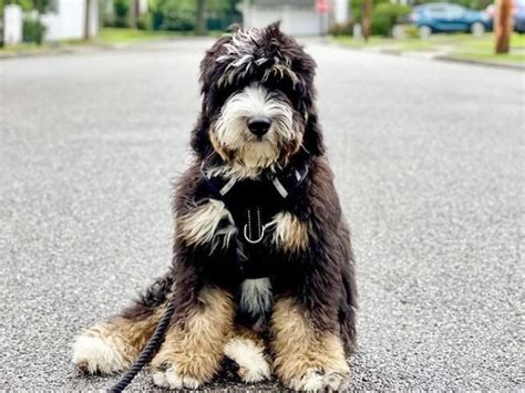 Best Bernedoodle Breeders In Ohio Top 6 Picks 2024 We Love Doodles