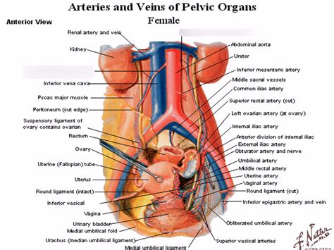 A V Of Female Pelvic Organs Diagram Quizlet