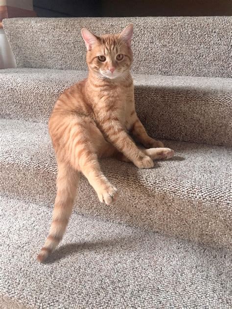 Psbattle Cat Sitting Awkwardly On The Stairway Rphotoshopbattles
