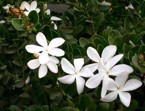 Check spelling or type a new query. Seasonal color: White flowers in early to midspring ...