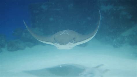 Stingray Swimming In An Aquarium Underwater World Stock Video Footage