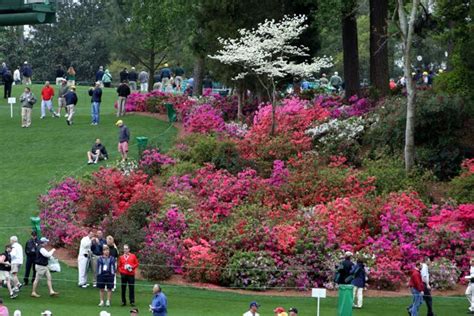 Your Southern Peach Blooming At The Masters
