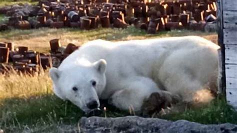 exhausted and starving polar bear wanders into siberian city the moscow times