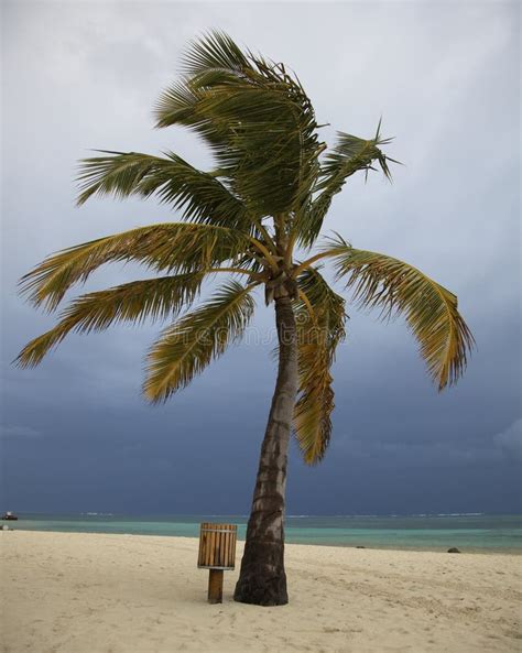 Palm Tree With Storm Clouds Stock Photo Image Of Palm Punta 13997140