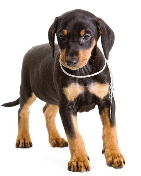 German Pinscher Info Temperament Puppies Pictures