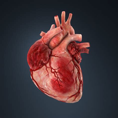 To see the nuggets of gold, life lessons, pulling off the masks, peeling. 3D model Human heart human | CGTrader